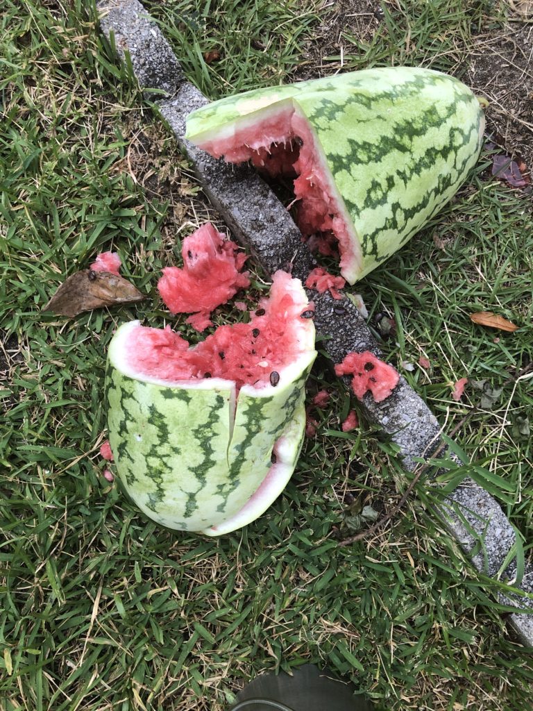 Medium sized Watermelon with light green and dark green striped rind. Smashed on ground. Red insides are splatted around on the grass.